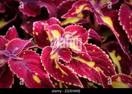 Nahaufnahme von rosa und goldenen Coleus-Pflanzenblättern. Stockfoto