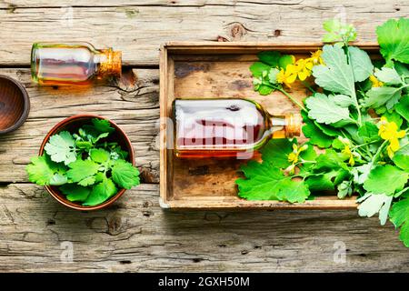 Heilende Tinktur von Celandin in einer Flasche.Kräutermedizin.Medizinische Pflanze Celandin. Stockfoto