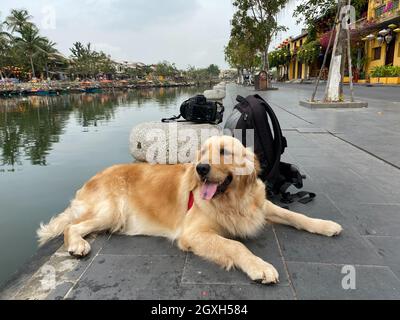 Hoi An, Vietnam - 19. Juli 2018. Goldener Hund spielt am Flussufer in Hoi an, Vietnam. Hoi an war während der Nguyen-Dynastie eine geschäftige Hafenstadt und ist eine der Stockfoto