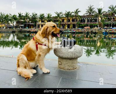 Hoi An, Vietnam - 19. Juli 2018. Goldener Hund spielt am Flussufer in Hoi an, Vietnam. Hoi an war während der Nguyen-Dynastie eine geschäftige Hafenstadt und ist eine der Stockfoto