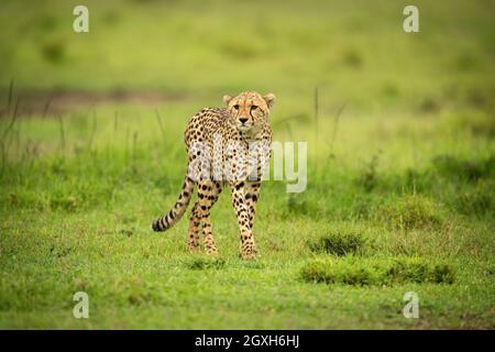 Cheetah läuft über kurzes Gras und starrt voraus Stockfoto