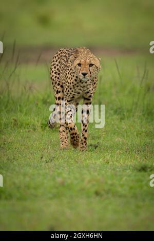 Gepard geht über kurzes Gras und hebt Pfote Stockfoto