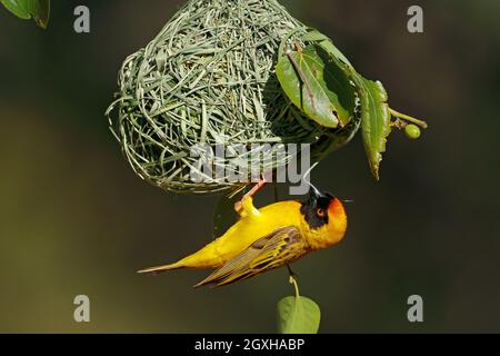 Ein männlicher kleiner maskierter Weber (Ploceus intermedius), der unter seinem Nest in Südafrika hängt Stockfoto