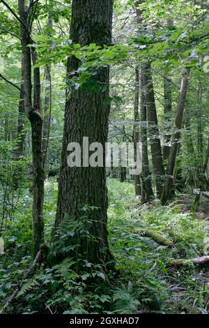 Alder Baum-Laub steht im Sommer mit totem Aschebaum im Vordergrund, Bialowieza-Wald, Polen, Europa Stockfoto