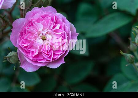Die magentafarbene Rose auf grünem Hintergrund Stockfoto