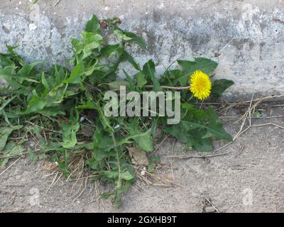 Gelber Dandelion mit grünen Blättern brach durch eine Lücke dazwischen Betonplatten Stockfoto