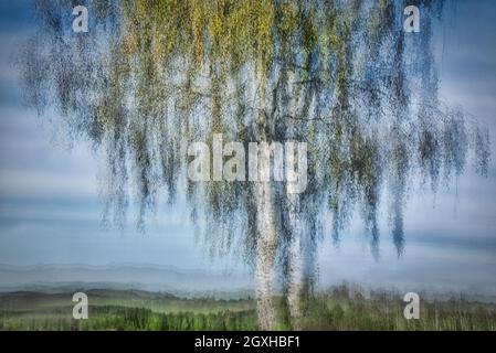 ZEITGENÖSSISCHE KUNST: Aspen Tree in the Moor (Bayern, Deutschland) Stockfoto