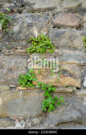 Kenilworth Efeu, Cymbalaria muralis. Wilde Kletterpflanze an einer alten Wand Stockfoto
