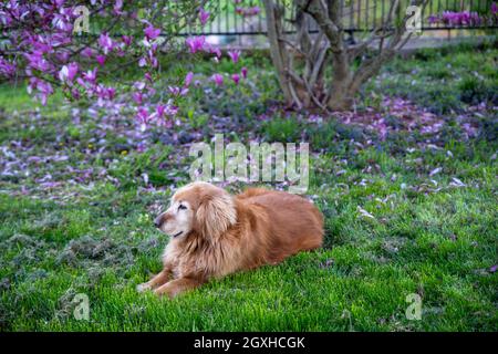 Unter einem Magnolienbaum ruht der wunderschöne langhaarige Golden Retriever mit umgestürzten rosa und violetten Blütenblättern auf dem Boden und Blüten, die noch immer blühen Stockfoto