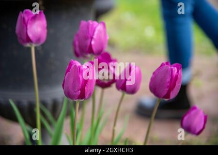 Nahaufnahme von lebhaften Tulpen in natürlichem Sonnenlicht und mit Kopierraum. Selektiver Fokus, schönes Springtime-Bild. Stockfoto