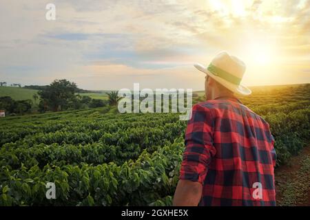 Bauer mit Hut vor einer Kaffeeplantage, an einem Sonnenuntergangstag auf der Farm. Landarbeiter auf dem Feld. Stockfoto