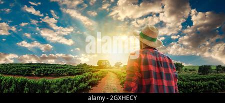 Bauer mit Hut vor einer Kaffeeplantage, an einem Sonnenuntergangstag auf der Farm. Landarbeiter auf dem Feld. Stockfoto