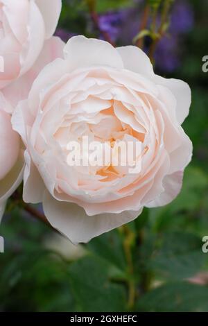 Desdemona stieg. Rosa 'Desdemona' (Auskindling), englische Strauchrose mit charakteristischen cremig-rosa Blüten im Hochsommer. VEREINIGTES KÖNIGREICH Stockfoto