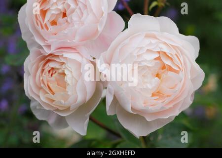 Desdemona stieg. Rosa 'Desdemona' (Auskindling), englische Strauchrose mit charakteristischen cremig-rosa Blüten im Hochsommer. VEREINIGTES KÖNIGREICH Stockfoto