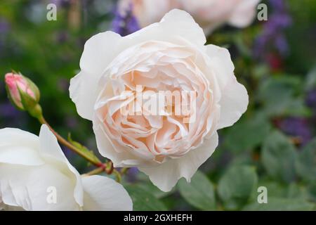 Desdemona stieg. Rosa 'Desdemona' (Auskindling), englische Strauchrose mit charakteristischen cremig-rosa Blüten im Hochsommer. VEREINIGTES KÖNIGREICH Stockfoto