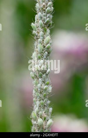 Lupinenaphiden. Macrosiphum albifrons Befall an einem Lupinenstiel. VEREINIGTES KÖNIGREICH Stockfoto