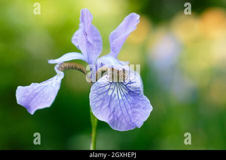 Iris sibirica 'Perry's Blue' Sibirische Iris zeigt im Hochsommer charakteristische blassviolett-blaue Blüten. VEREINIGTES KÖNIGREICH Stockfoto