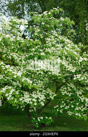 Dogwood blüht. Cornus kousa 'China Girl' Baum zeigt Hochblätter im Frühsommer. VEREINIGTES KÖNIGREICH Stockfoto