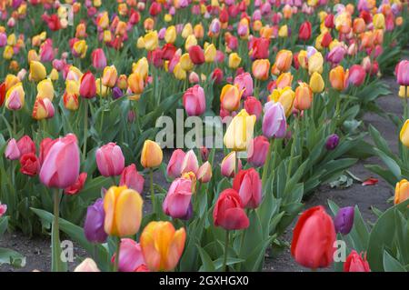 Tulpen am Copley Square in Boston Stockfoto