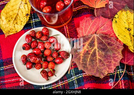 Hagebutte auf Teller und in Teeglas als Tee, Blattvariation (Espe, Buche) in roter und gelber Herbstfarbe auf rotem Wolltartan-Stoff. Stockfoto