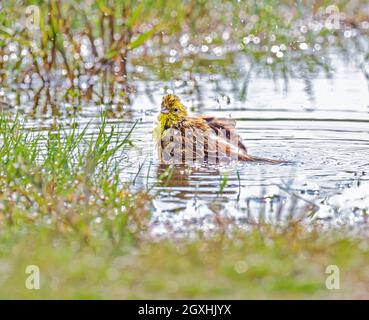 Yellowhammer, Emberiza citrinella, baden und plätschern im Regenwasser einer Pfütze, Pätschern hält die Federn gepflegt, Deutschland Stockfoto