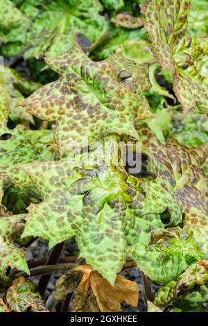 Podophyllum versipelle 'Spotty Dotty', Mayapple 'Spotty Dotty'. Dekoratives Laub. Hybrid-Podophyllum. Braun-gepunktete Blätter Stockfoto