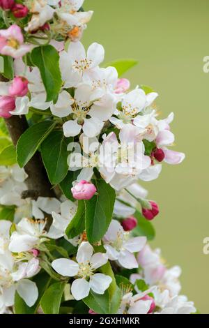 Malus × zumi 'Golden Hornet', Krabbenapfel 'Golden Hornet'. Nahaufnahme der Blüte im späten Frühling. Stockfoto