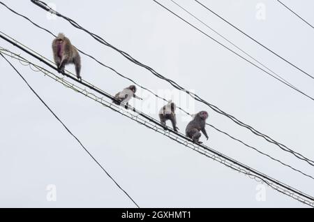 Eine Familie japanischer Makaken, die entlang von Oberleitungen in der Nähe des Skigebiets Grandeco in der Präfektur Fukushima, Japan, unterwegs sind Stockfoto