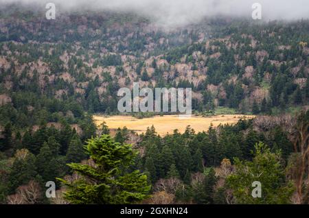 Nahaufnahme des Waldes im Hachimantai National Park auf der Hachimantai Aspite Line Scenic Route im Herbst, Iwate, Japan Stockfoto