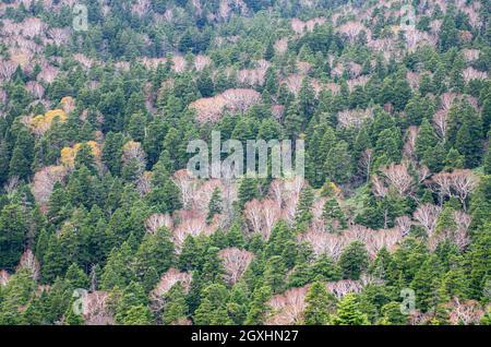 Nahaufnahme des Waldes im Hachimantai National Park auf der Hachimantai Aspite Line Scenic Route im Herbst, Iwate, Japan Stockfoto