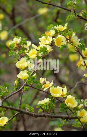 Rosa xanthina 'Canary Bird', Rose 'Canary Bird'. Mittelgroße Strauchrose mit einzelnen gelben Blüten im späten Frühjahr Stockfoto