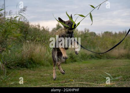 Ein verspielter, vier Monate alter Schäferhund. Grünes Gras im Hintergrund Stockfoto