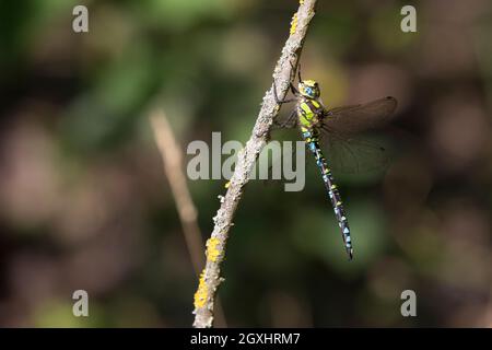 Blaugrüne Mosaikjungfer, Blaugrüne-Mosaikjungfer, Männchen, Aeshna cyanea, Aeschna cyanea, Blau-grüner Darner, südlicher aeshna, südlicher Hawker, blaues h Stockfoto
