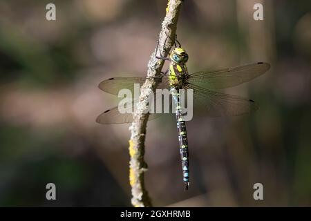 Blaugrüne Mosaikjungfer, Blaugrüne-Mosaikjungfer, Männchen, Aeshna cyanea, Aeschna cyanea, Blau-grüner Darner, südlicher aeshna, südlicher Hawker, blaues h Stockfoto