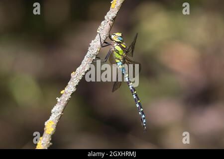Blaugrüne Mosaikjungfer, Blaugrüne-Mosaikjungfer, Männchen, Aeshna cyanea, Aeschna cyanea, Blau-grüner Darner, südlicher aeshna, südlicher Hawker, blaues h Stockfoto