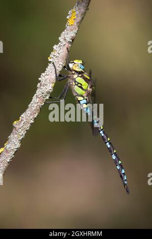 Blaugrüne Mosaikjungfer, Blaugrüne-Mosaikjungfer, Männchen, Aeshna cyanea, Aeschna cyanea, Blau-grüner Darner, südlicher aeshna, südlicher Hawker, blaues h Stockfoto