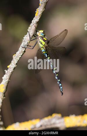 Blaugrüne Mosaikjungfer, Blaugrüne-Mosaikjungfer, Männchen, Aeshna cyanea, Aeschna cyanea, Blau-grüner Darner, südlicher aeshna, südlicher Hawker, blaues h Stockfoto