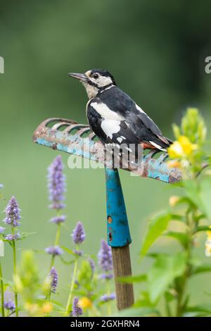 Buntspecht, auf Sitzwarte im Garten, alte Harke fährt herum in ein Blumenbeet gesteckt dient als Aussichtspunkt, Bunt-Specht, Specht, Spechte, Dend Stockfoto