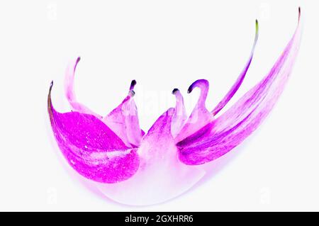 Colombine Blume, tanzende Schwäne Stockfoto