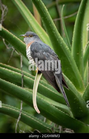 Kuckuck, Cuculus solitarius, in Grahamstown/Makhanda, Eastern Cape Province, Südafrika, 04. Dezember 2020. Stockfoto