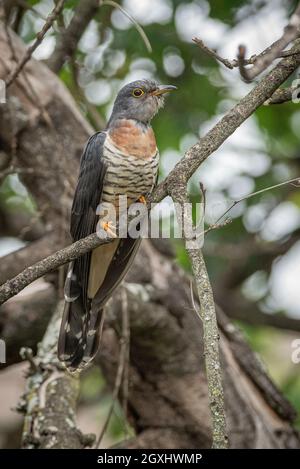 Kuckuck, Cuculus solitarius, in Grahamstown/Makhanda, Eastern Cape Province, Südafrika, 11. November 2020. Stockfoto