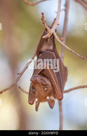 Wahlbergs epauletted Fruit Fledermaus hängt tagsüber an einem Baum, Grahamstown/Makhanda, Eastern Cape, Südafrika, 21. August 2020. Stockfoto