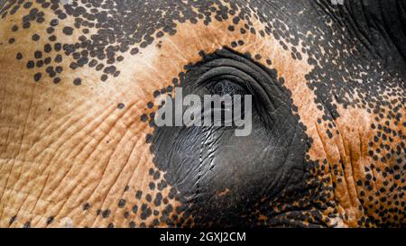 Nahaufnahme des weinenden indina-Elefanten. Tränen fallen von Tieraugen Stockfoto