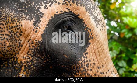 Nahaufnahme von traurigen Augen eines erwachsenen indischen Elefanten im Zoo. Konzept des Tierschutzes vor Missbrauch und grausamer Behandlung Stockfoto