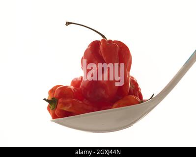 Die Stillleben von Scotch Bonnet Peppers mit hochauflösenden Lebensmittelzutaten auf einem einfachen Hintergrund Stockfoto