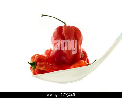 Die Stillleben von Scotch Bonnet Peppers mit hochauflösenden Lebensmittelzutaten auf einem einfachen Hintergrund Stockfoto