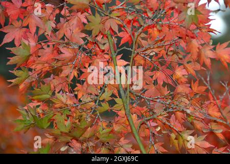 Laubfarben im Herbst an der Shosenkyo Gorge, Yamanashi, Japan