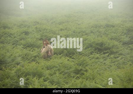 Wild welsh Ponys Pony Carneddau Snowdonia Wales Europa Stockfoto