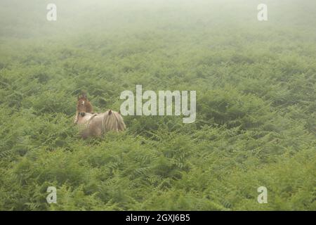 Wild welsh Ponys Pony Carneddau Snowdonia Wales Europa Stockfoto