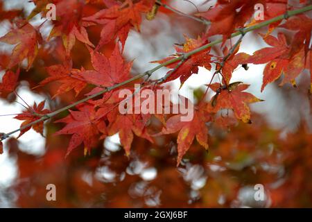 Laubfarben im Herbst an der Shosenkyo Gorge, Yamanashi, Japan